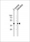 DANRE mycl1a Antibody (N-term)